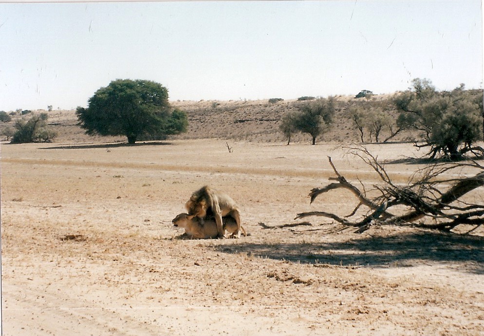 Kalahari Gemsbok (1)