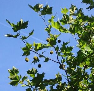 plane-tree-platanus