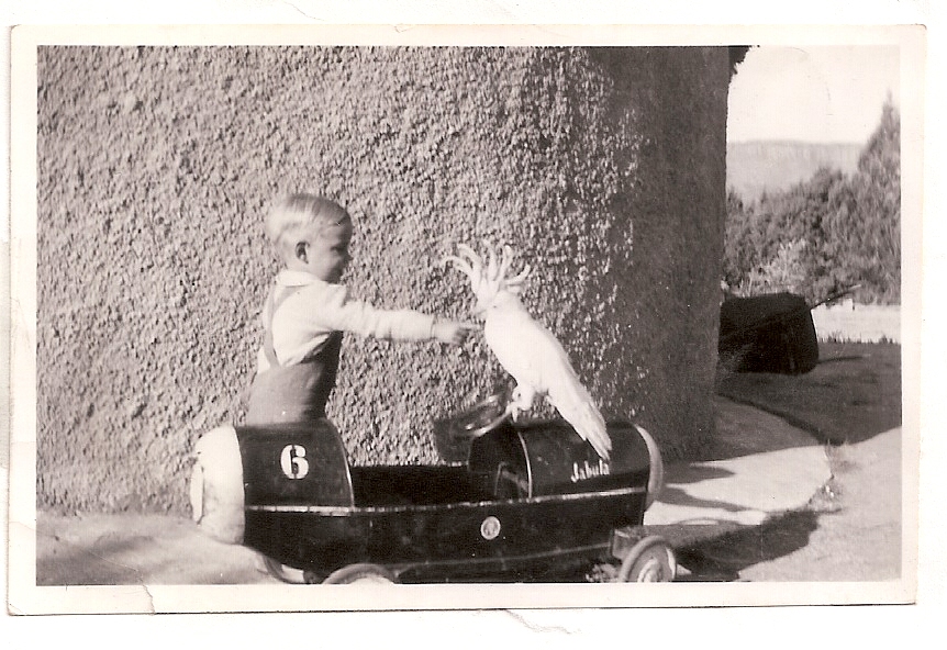 Jacko the sulphur-crested cockatoo