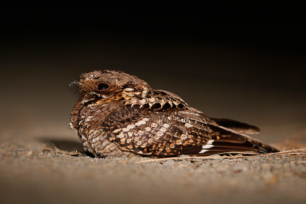 Fiery-necked nightjar_2.jpg
