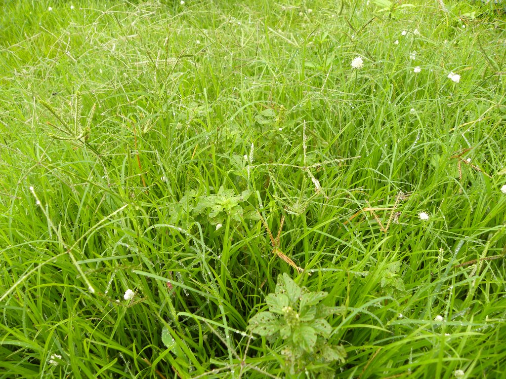 Meadows and Old&nbsp;School